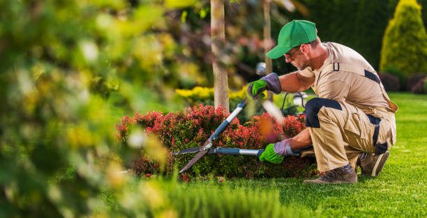 Landscape Maintenance Services in Dubai